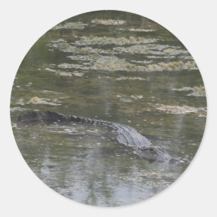 Pegatinas del lagarto