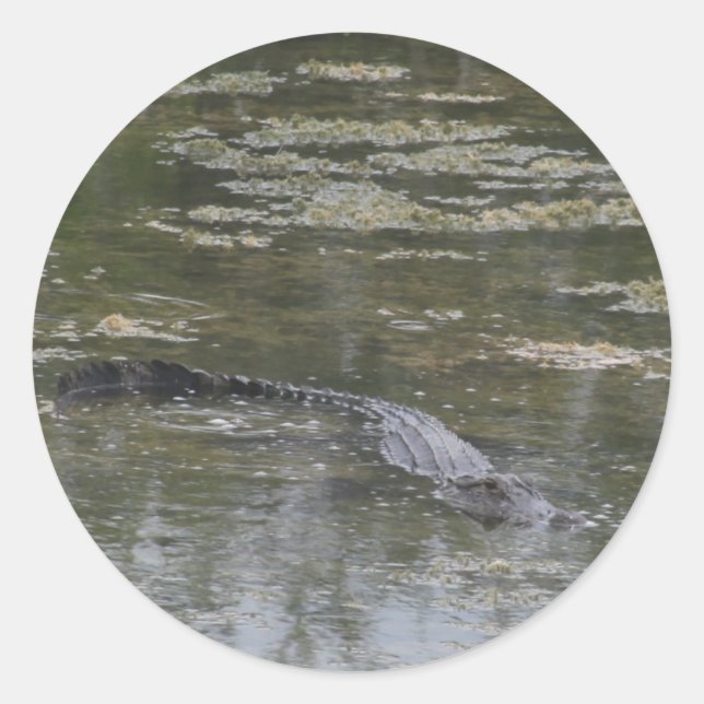 Pegatinas del lagarto (Anverso)