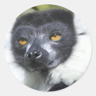 Pegatinas del Lemur