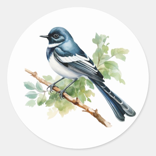 Pegatinas del Magpie Robin Songbird (Anverso)