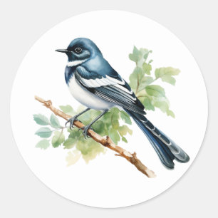 Pegatinas del Magpie Robin Songbird