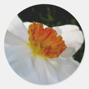 Pegatinas del Naranja Blanco Narcissus