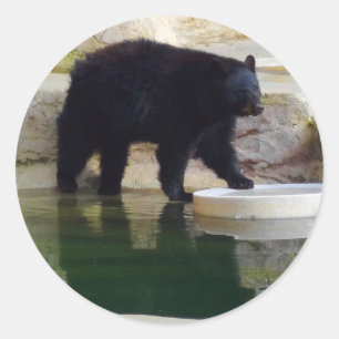 Pegatinas del Oso Negro Estadounidense #1-1