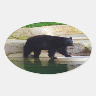 Pegatinas del Oso Negro Estadounidense #1-2
