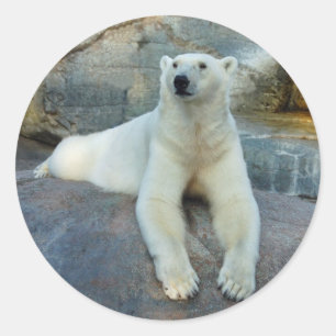 Pegatinas del oso polar