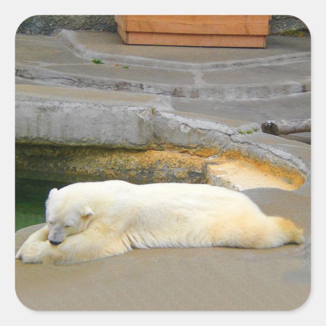Pegatinas del oso polar (Anverso)
