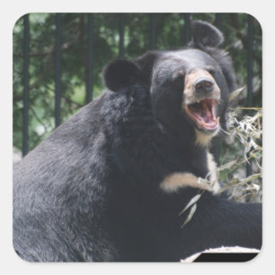 Pegatinas del oso que gruñen