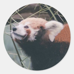Pegatinas del Panda Rojo
