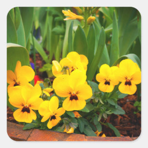 Pegatinas del Pansy Amarillo #1