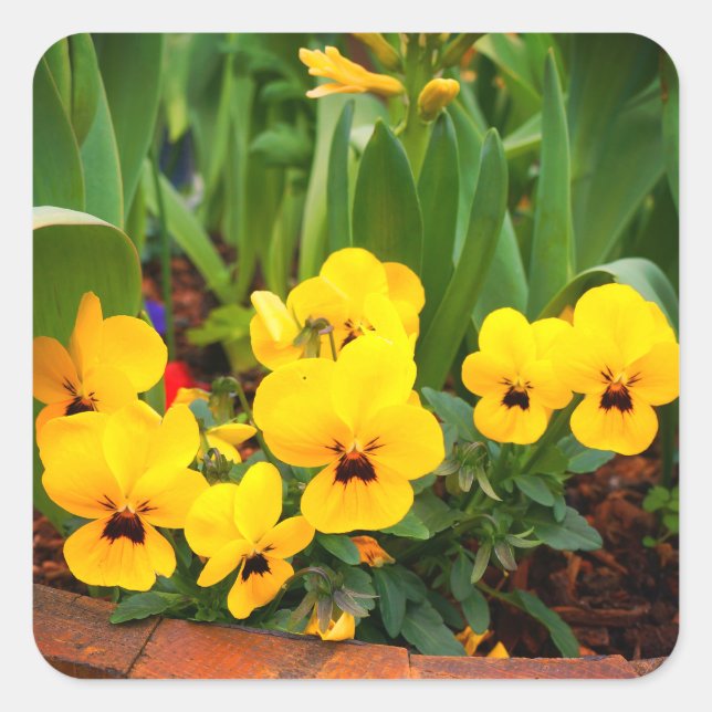 Pegatinas del Pansy Amarillo #1 (Anverso)