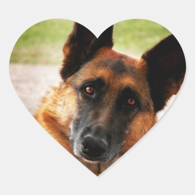 Pegatinas del Pastor Alemán (Anverso)