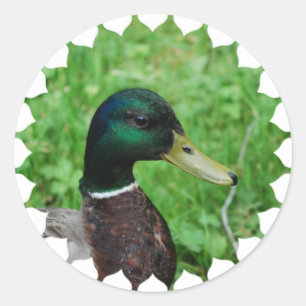 Pegatinas del pato silvestre