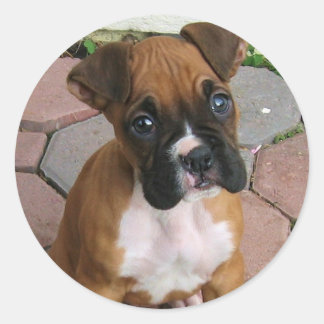 Pegatinas del perrito del boxeador