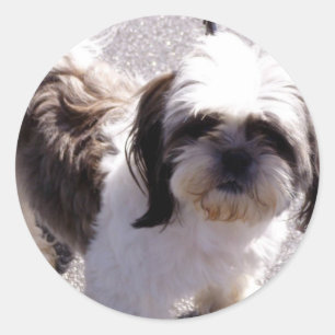 Pegatinas del perrito del Tsu de Shih