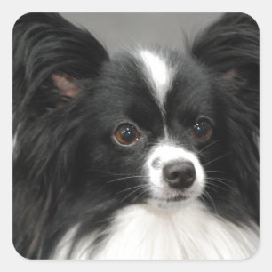 Pegatinas del perro de Papillon