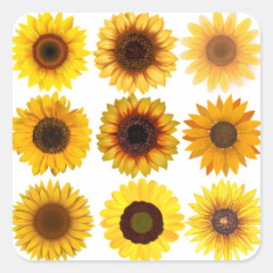 Pegatinas del PERSONALIZABLE Sunflower Collage