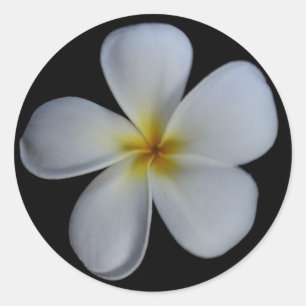 Pegatinas del Plumeria