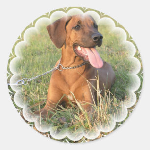 Pegatinas del rescate de Rhodesian Ridgeback