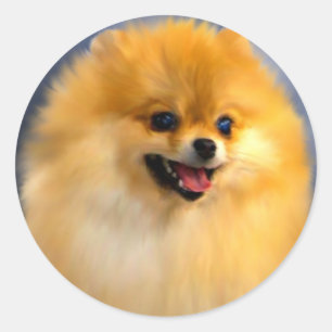 Pegatinas del retrato de Pomeranian
