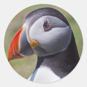 Pegatinas del retrato de Puffin