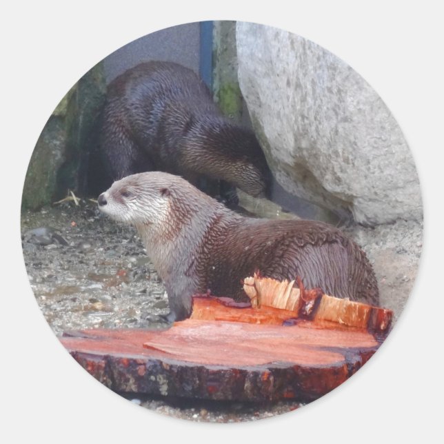 Pegatinas del río Otter 1 de Norteamérica (Anverso)