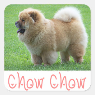 Pegatinas del saludo de Perro Cow Chow Puppy