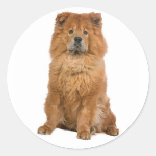 Pegatinas del saludo de Perro de Amor Chow Chow Pu