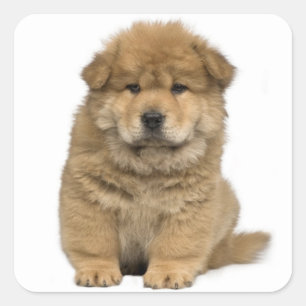 Pegatinas del saludo de Perro de Amor Chow Chow Pu