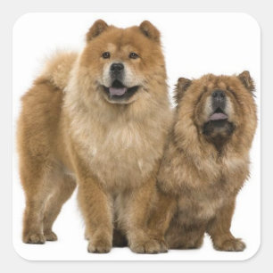 Pegatinas del saludo de Perro de Amor Chow Chow Pu
