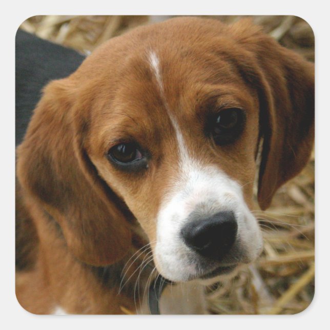 Pegatinas del saludo de Perro de Beagle Cute (Anverso)