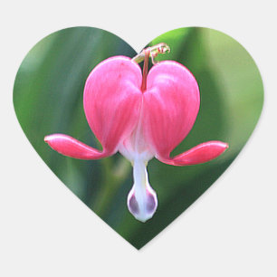 Pegatinas del Sello para sobres de las flores del