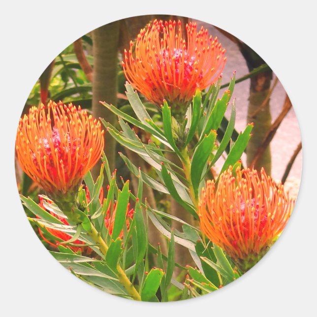 Pegatinas del Tango Pincushion #1 (Anverso)