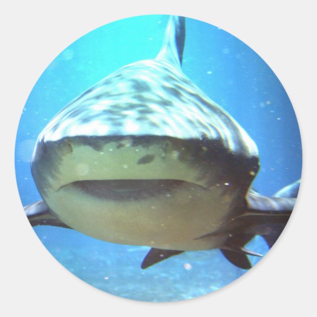 Pegatinas del tiburón (Anverso)