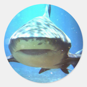 Pegatinas del tiburón