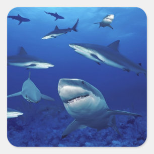 Pegatinas del tiburón