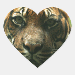 Pegatinas del tigre