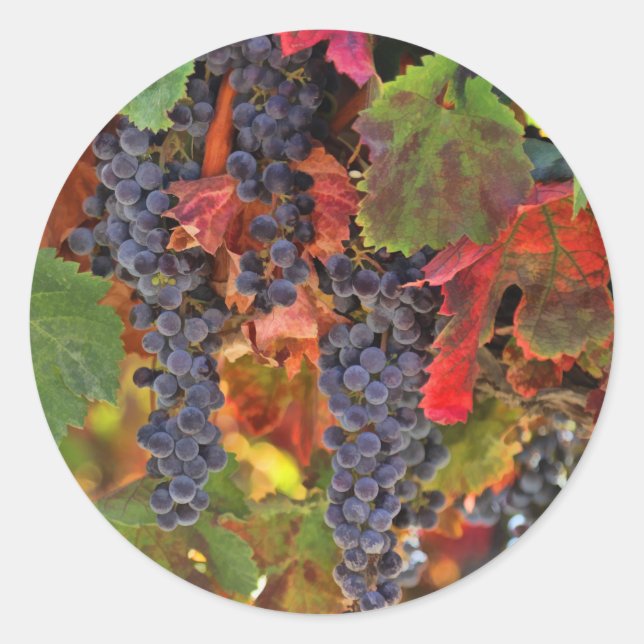 Pegatinas del Vineyard Country (Anverso)