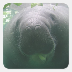 Pegatinas descuidados del cuadrado del Manatee