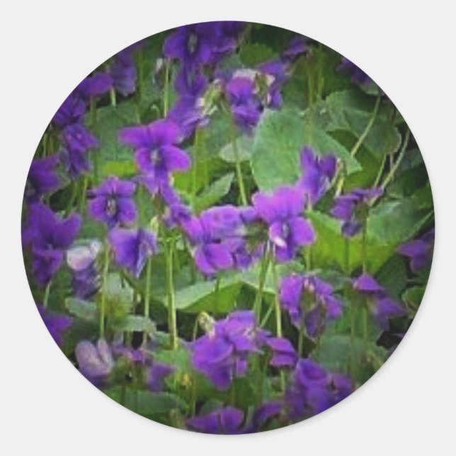 Pegatinas destacados de violetas de madera de la P (Anverso)