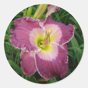 Pegatinas diurnos de color rosa oscuro de 1 1/2 pu