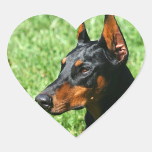 Pegatinas Doberman Pinscher