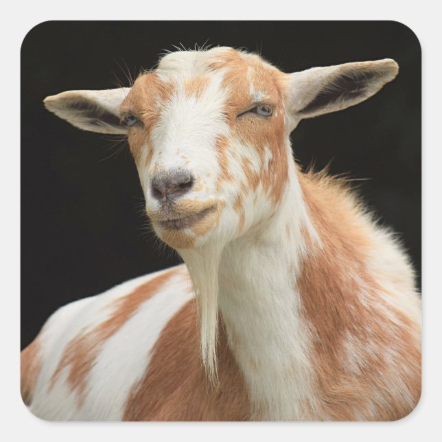 Pegatinas Dottie (Anverso)