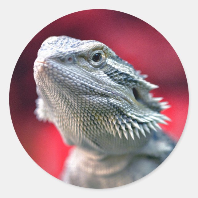 Pegatinas Dragon Head (Anverso)