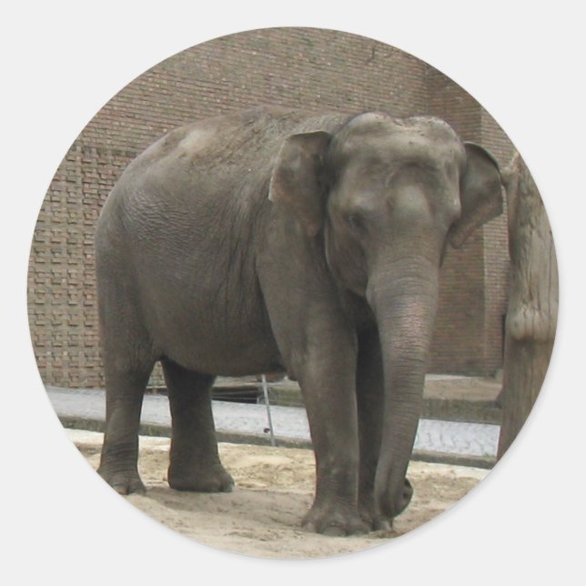 Pegatinas ELEPHANT (Anverso)