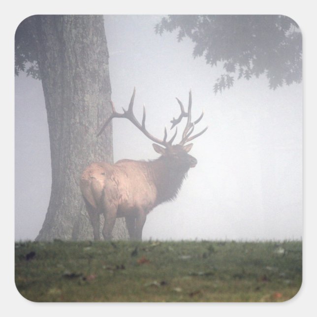 Pegatinas Elk (Anverso)
