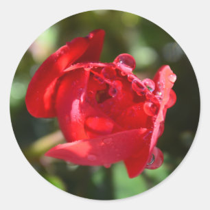Pegatinas en miniatura de la Rosa Roja