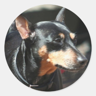 Pegatinas en miniatura de Pinscher