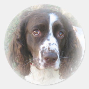 Pegatinas españoles de Sweet English Springer