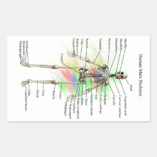 Pegatinas esqueléticos de sexo masculino humanos