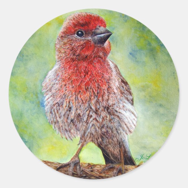 Pegatinas Finch (Anverso)